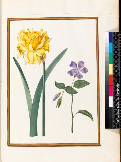 Double Daffodil and Periwinkle by Nicolas Robert